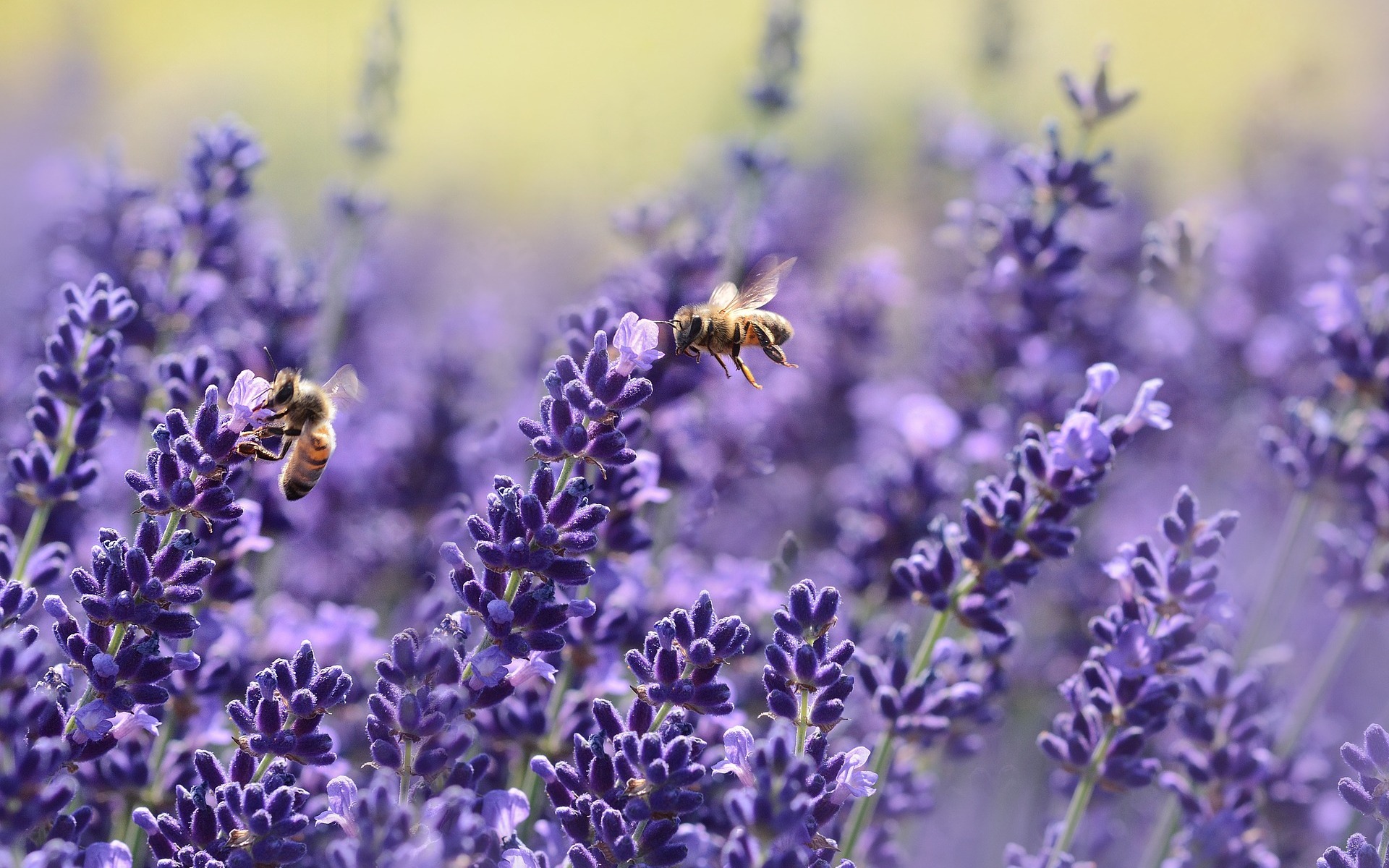 Las abejas, polinizadores en peligro de extinción